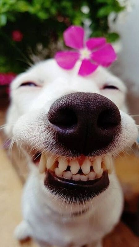 Ảnh chó hài nhe răng cười 1