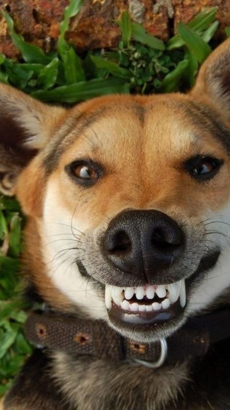 Ảnh chó hài nhe răng cười 13