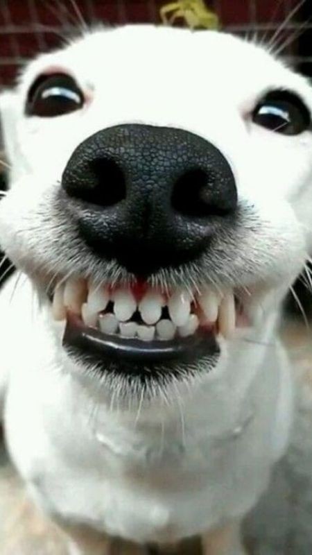 Ảnh chó hài nhe răng cười 2