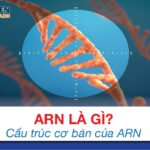 Cấu trúc phân tử ARN