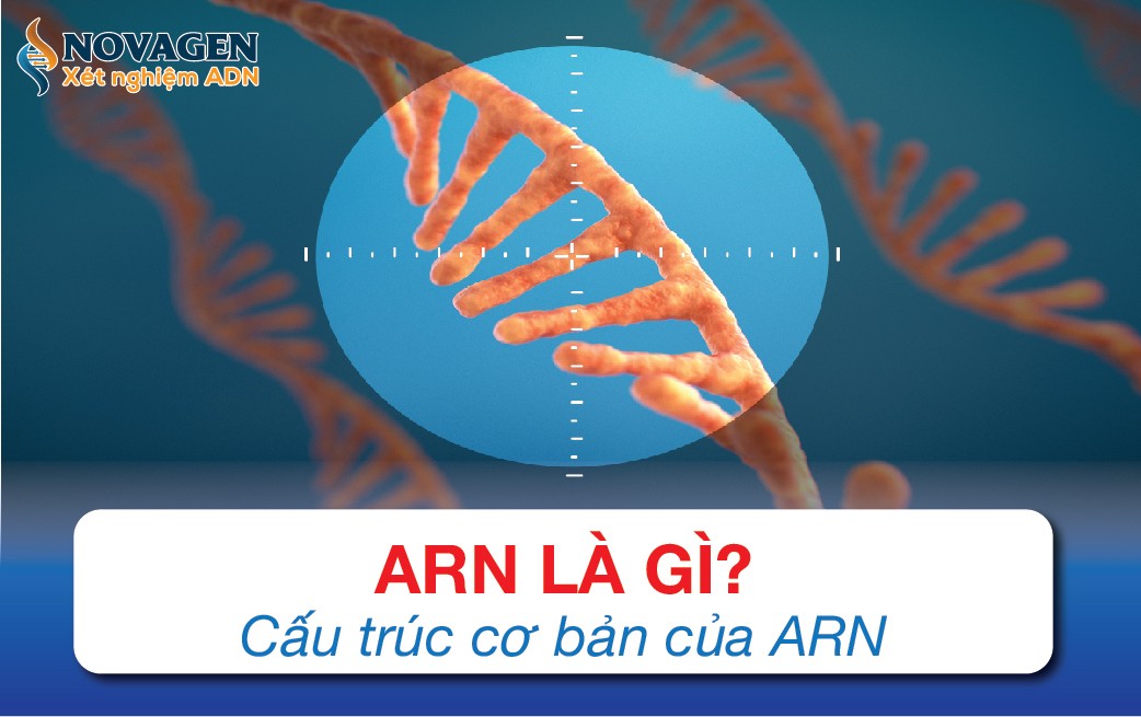 Cấu trúc phân tử ARN