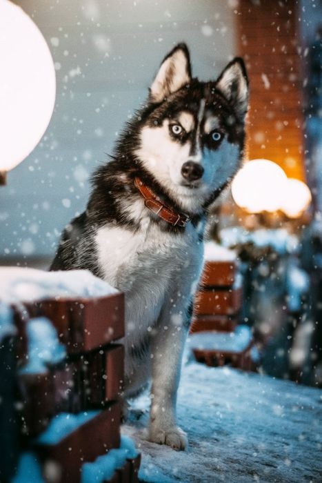 Hình ảnh avatar hài hước với chú chó Shiba Inu đội mũ bảo hiểm, đeo kính râm và tạo dáng &quot;ngầu lòi&quot; trên xe máy đồ chơi