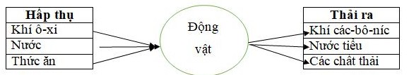 Sơ đồ trao đổi chất ở động vật
