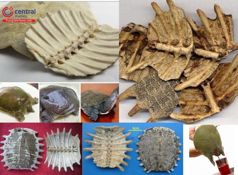 Bộ phận sử dụng của ba ba