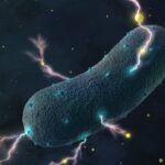 Vi khuẩn Listeria vận chuyển điện tử qua thành tế bào vào môi trường dưới dạng dòng điện nhỏ, được hỗ trợ bởi các phân tử flavin phổ biến (chấm vàng)