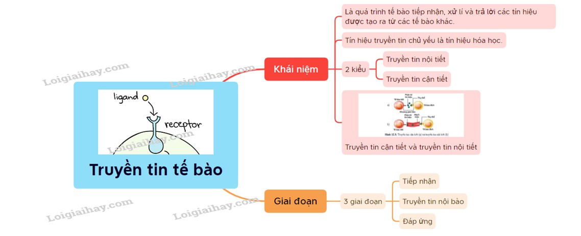 Sơ đồ tư duy thông tin tế bào