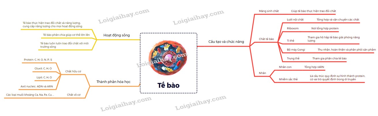 Sơ đồ tư duy tế bào