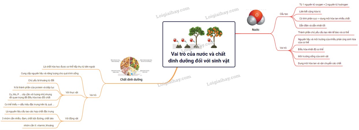 Sơ đồ tư duy vai trò của nước và chất dinh dưỡng