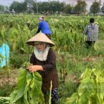 Trời nắng chang chang, nông dân Vĩnh Bảo, Tiên Lãng vẫn hối hả ra đồng thu hoạch thuốc lào - ảnh 1.