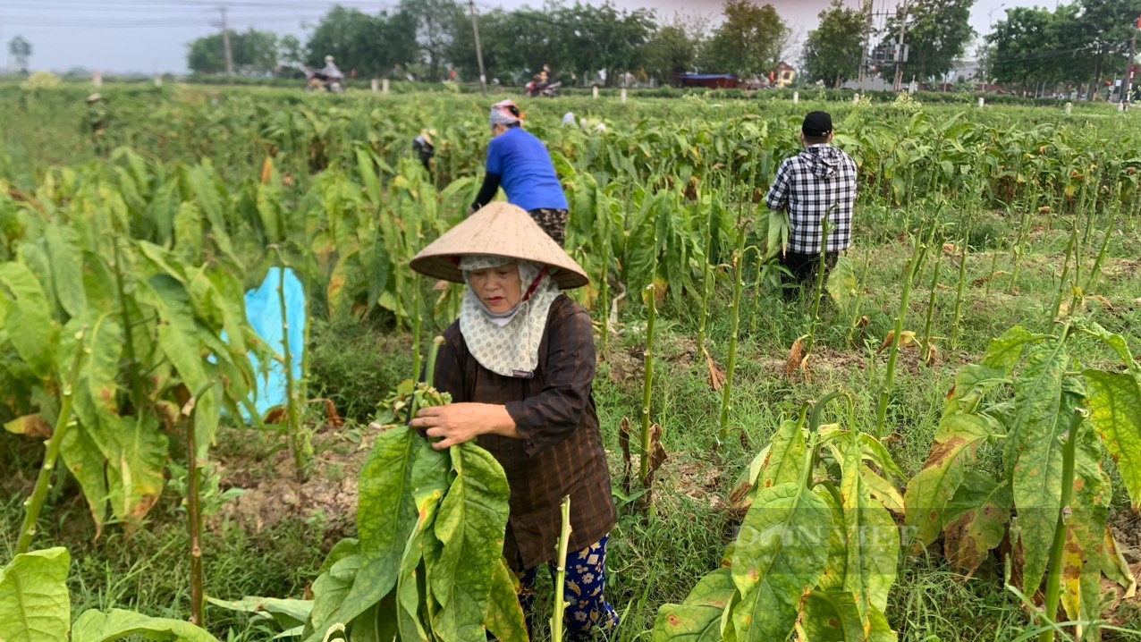 Trời nắng chang chang, nông dân Vĩnh Bảo, Tiên Lãng vẫn hối hả ra đồng thu hoạch thuốc lào - ảnh 1.