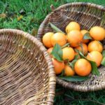 Sản phẩm giỏ đựng được làm thủ công