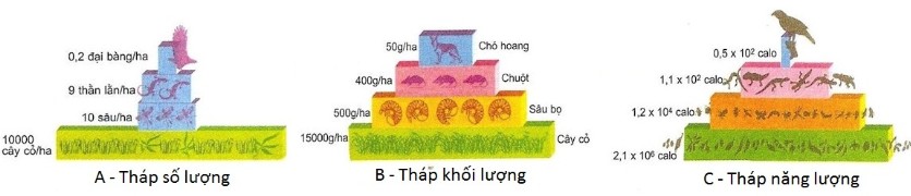 Lưới thức ăn phức tạp thể hiện mối quan hệ giữa các loài sinh vật trong một hệ sinh thái, bao gồm sinh vật sản xuất, sinh vật tiêu thụ bậc 1 và các bậc tiêu thụ khác.