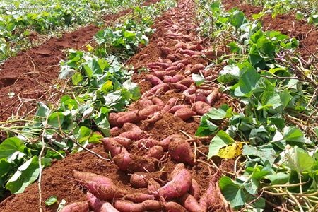 Biên độ nhiệt ảnh hưởng đến trồng trọt
