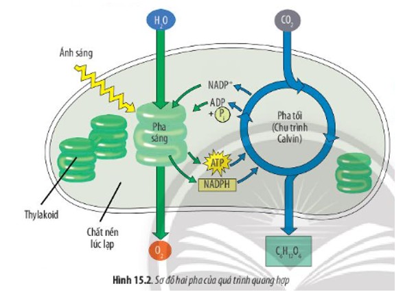 Pha sáng trong quang hợp (alt: Sơ đồ pha sáng trong quang hợp với các thành phần chính như nước, ánh sáng, ADP, NADP+, ATP, NADPH và oxy.)