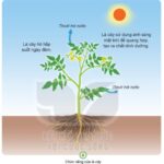 Lá cây thực hiện quá trình quang hợp