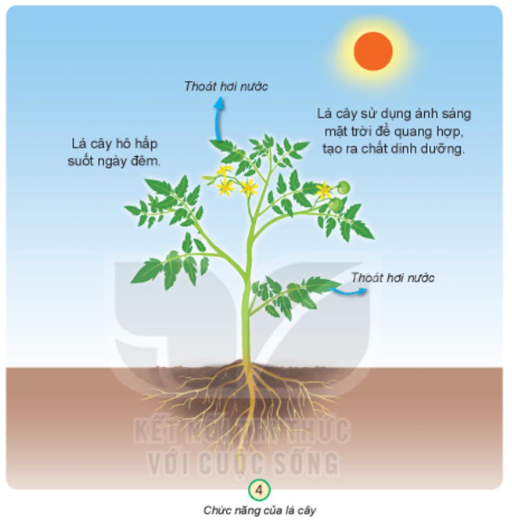 Lá cây thực hiện quá trình quang hợp