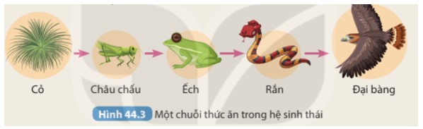 Quang hợp - quá trình sinh vật sản xuất tạo ra năng lượng