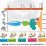 Vượn người Dryopithecus, tổ tiên chung của loài người và vượn lớn hiện đại