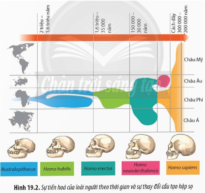 Vượn người Dryopithecus, tổ tiên chung của loài người và vượn lớn hiện đại