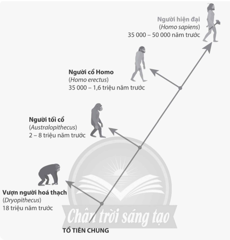Hóa thạch Lucy, một Australopithecus afarensis, bằng chứng quan trọng về giai đoạn tiến hóa của loài người