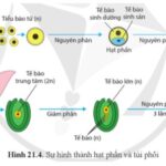 So sánh sinh sản vô tính và sinh sản hữu tính