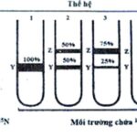 Má»™t nhÃ³m nghiÃªn cá»©u thá»±c hiá»‡n thÃ­ nghiá»‡m Ä‘á»ƒ kiá»ƒm chá»©ng mÃ´ hÃ¬nh nhÃ¢n Ä‘Ã´i ADN á»Ÿ vÃ¹ng nhÃ¢n cá»§a táº¿ bÃ o nhÃ¢n sÆ¡. Há» Ä‘Ã£ nuÃ´i má»™t sá»‘ vi khuáº©n E. (áº£nh 1)