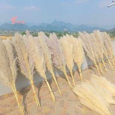 Bó hoa lau khô tự nhiên