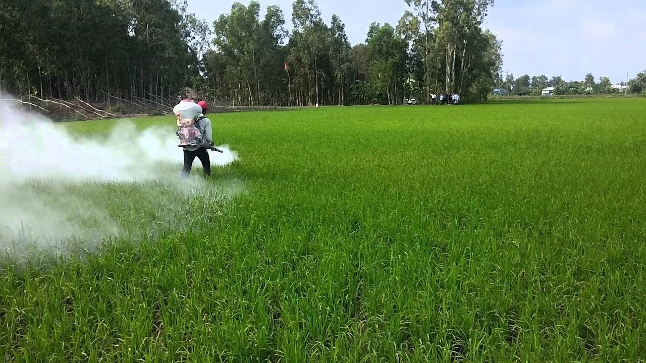 Đá vôi san hô với cấu trúc độc đáo, thường được sử dụng để trang trí bể cá và các công trình cảnh quan biển