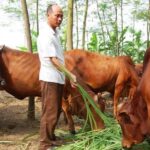 Đàn bò thịt phát triển là thế mạnh của các tỉnh miền Trung