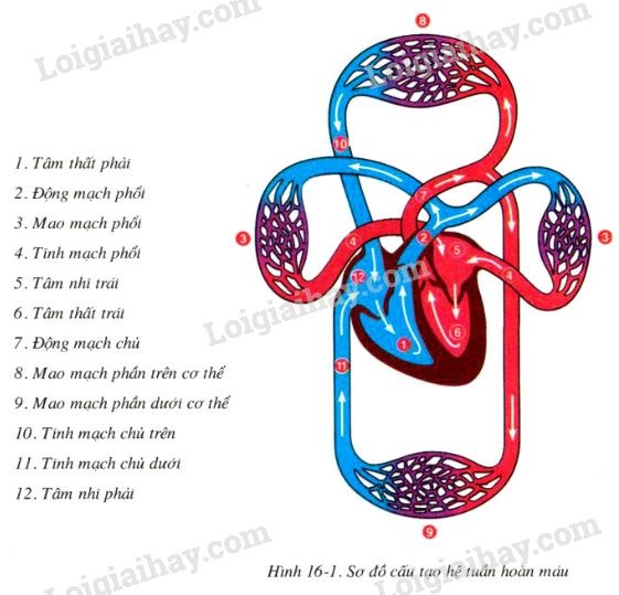 mô tả vòng tuần hoàn nhỏ và lớn của hệ tuần hoàn