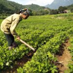 Làm cỏ, vun xới đất giúp cây trồng phát triển mạnh mẽ, tăng năng suất
