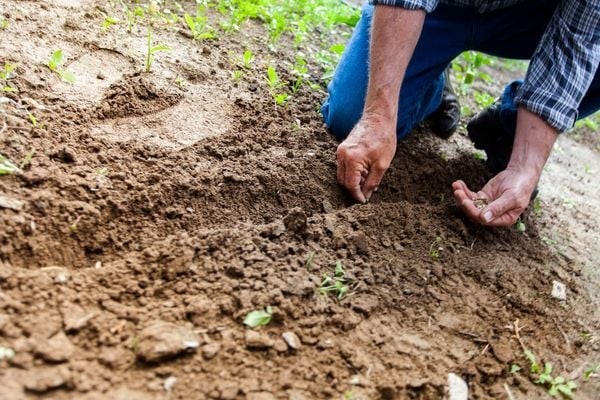 Các loại rau phù hợp với đất trồng