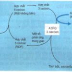 Cơ chế hoạt động của pha sáng trong quang hợp, tạo ra ATP và NADPH