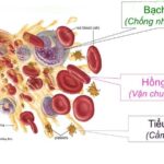 Các tế bào máu và chức năng