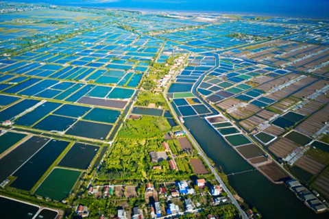 Tổng quan diện tích nuôi tôm ở Việt Nam
