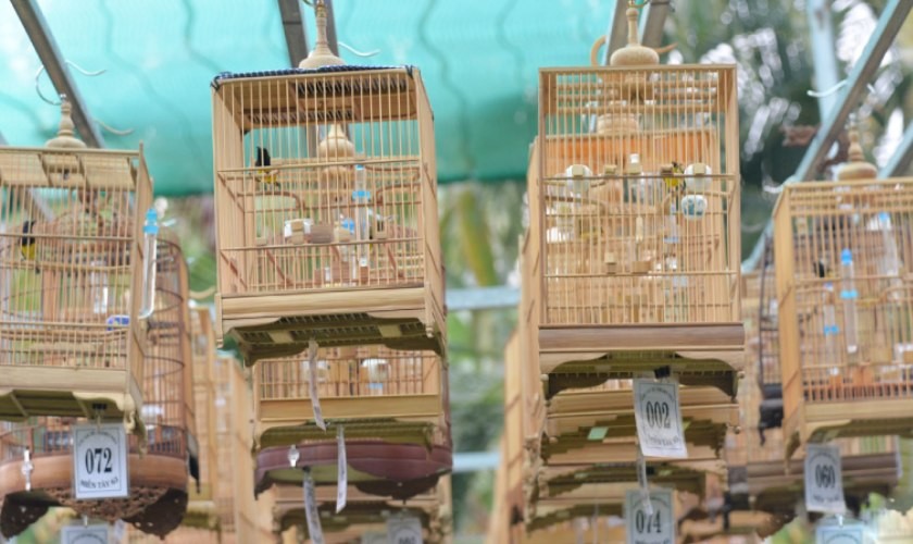Bạn nên dượt dãi thường xuyên cho chim để chim quen với môi trường và tăng cường bản lĩnh