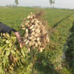Các giai đoạn sinh trưởng của cây lạc