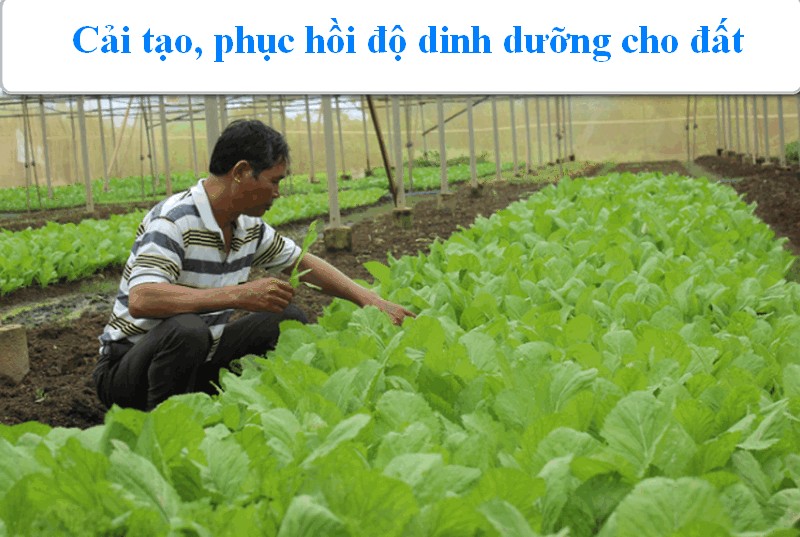 che pham vi sinh cho cay trong
