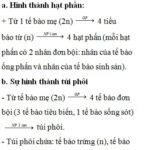 Sơ đồ túi phôi của thực vật hạt kín