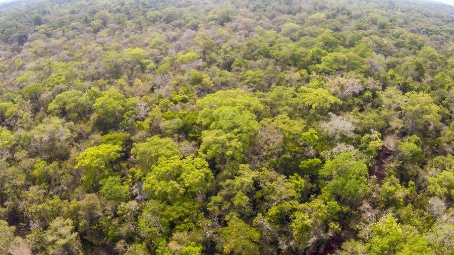 Ảnh chụp trên không về Carmelita, một khu rừng đang hoạt động ở Petén, Guatemala, minh họa cho việc quản lý rừng bền vững