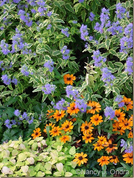 Caryopteris Summer Sorbet Zinnia Profusion Orange Sept 9 07