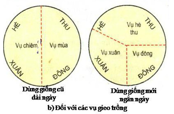 Ảnh minh họa vai trò của giống cây trồng trong nâng cao chất lượng