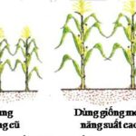 Ảnh minh họa vai trò của giống cây trồng trong tăng năng suất