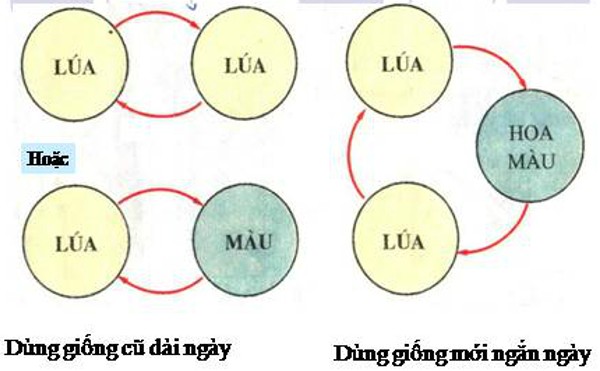 Ảnh minh họa vai trò của giống cây trồng trong thay đổi cơ cấu cây trồng