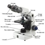 Bệ đỡ và thân kính của kính hiển vi, đảm bảo sự ổn định trong quá trình quan sát