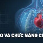 Cấu tạo và chức năng của tim