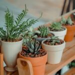 Quá trình quang hợp của cây xanh
