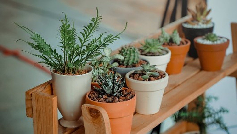 Quá trình quang hợp của cây xanh