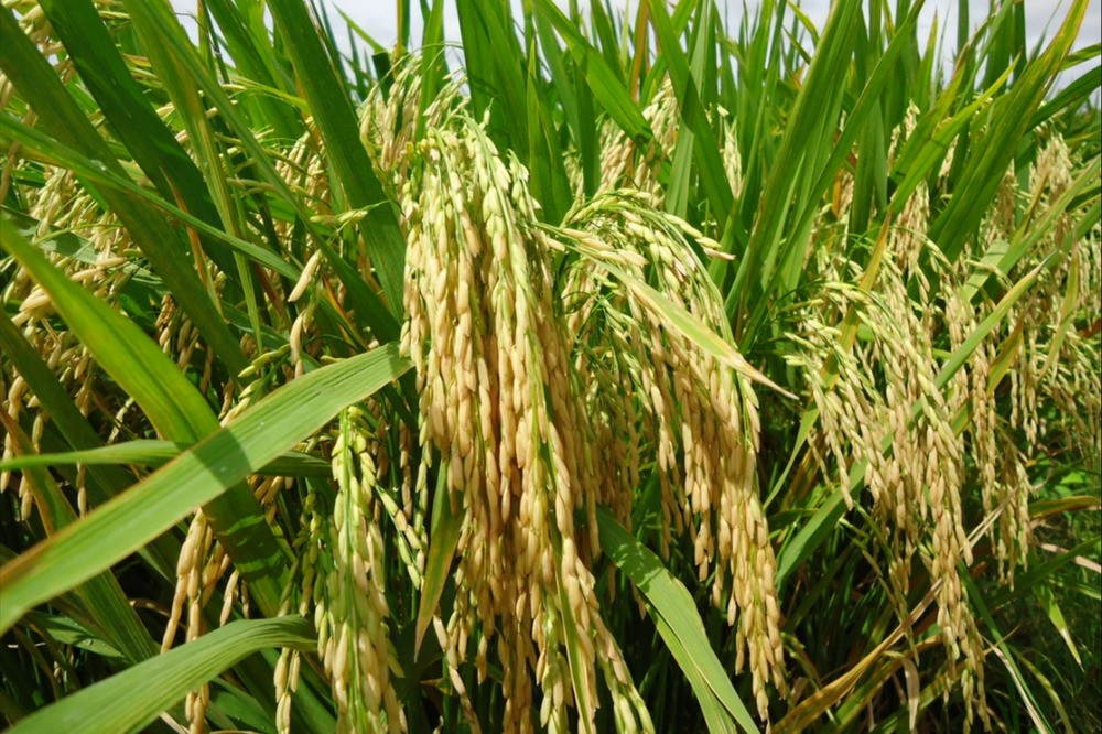 Cánh đồng lúa chín vàng, báo hiệu một mùa bội thu