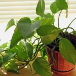 Cây trồng trong nhà thiếu ánh sáng